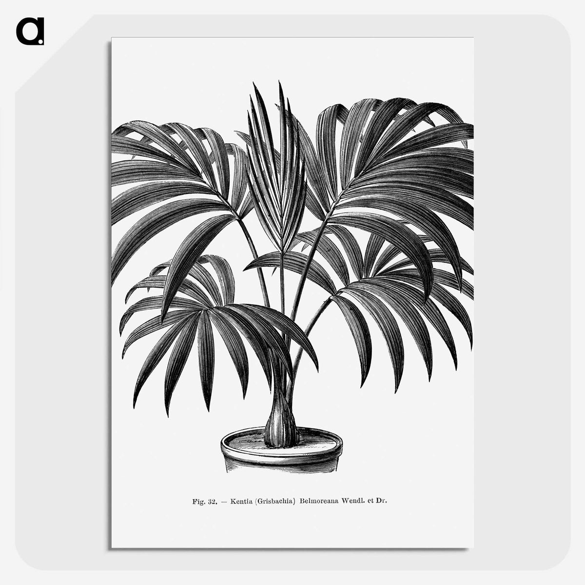 1-63_Les-Palmiers-Histoire-Iconographique_picture-crop