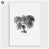 1-63_Les-Palmiers-Histoire-Iconographique_picture