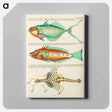 アートパネル-Moluccan Fishes
 - ルイ ルナール Canvas.