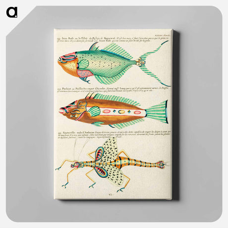 アートパネル-Moluccan Fishes
 - ルイ ルナール Canvas.