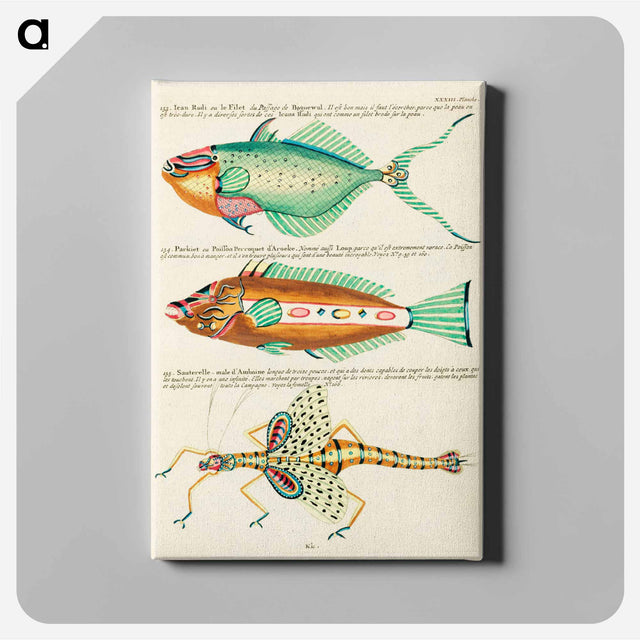 アートパネル-Moluccan Fishes
 - ルイ ルナール Canvas.
