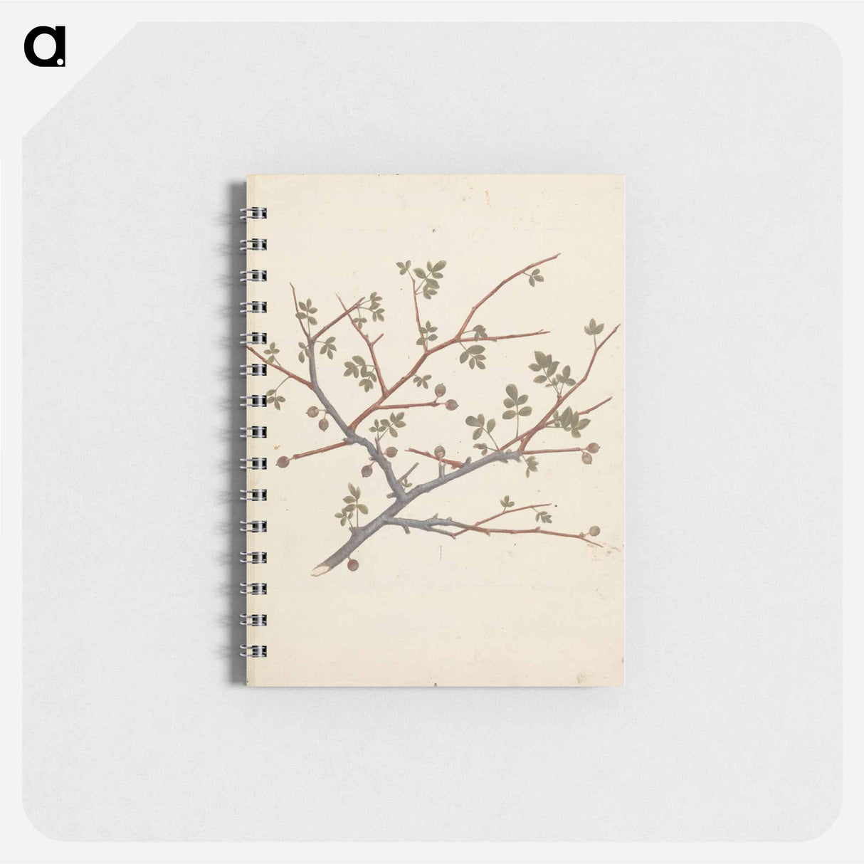 Commiphora gileadensis
 - ルイージ バルガーニ Memo.