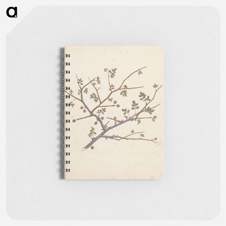 アートメモ帳-Commiphora gileadensis
 - ルイージ バルガーニ Memo.