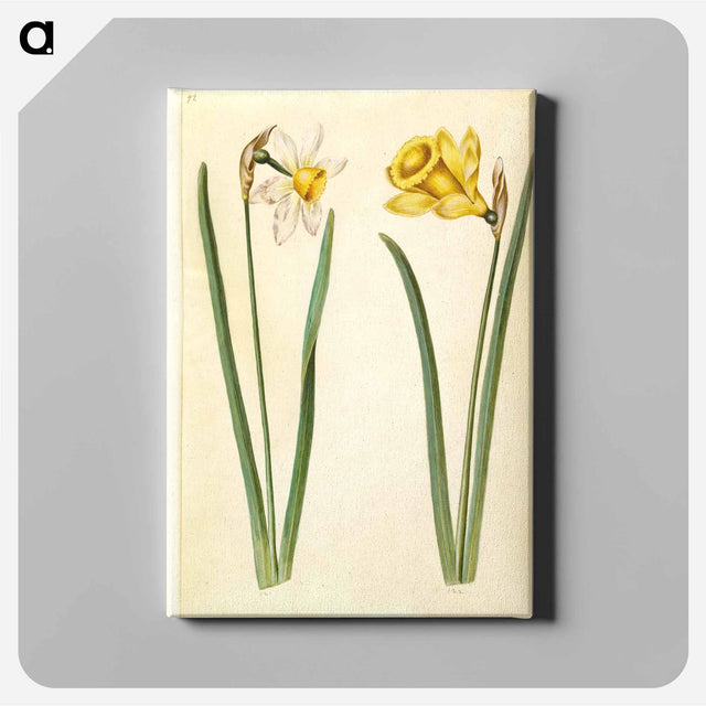 アートパネル-Narcissus
 - マリア ジビーラ メーリアン Canvas.
