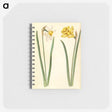 1-63_Maria-Sibylla-Merian_memo