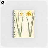 1-63_Maria-Sibylla-Merian_memo