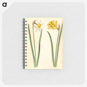 1-63_Maria-Sibylla-Merian_memo