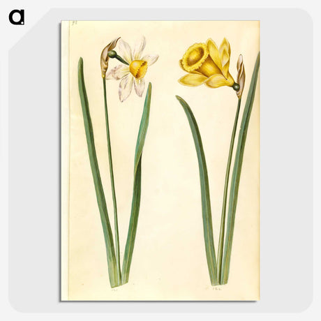 1-63_Maria-Sibylla-Merian_picture-crop