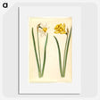 1-63_Maria-Sibylla-Merian_picture