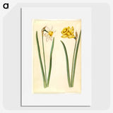 1-63_Maria-Sibylla-Merian_picture