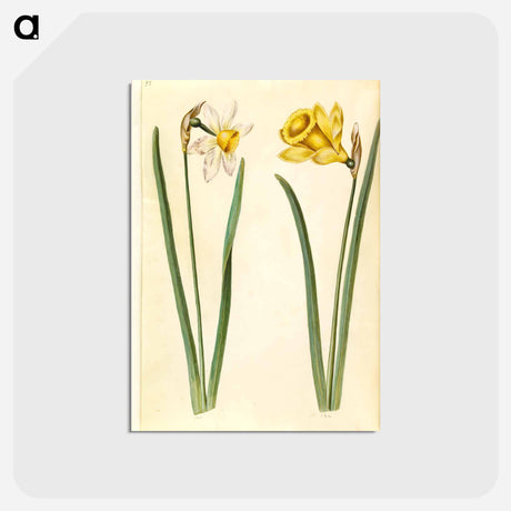 アートポストカード-Narcissus
 - マリア ジビーラ メーリアン Postcard.