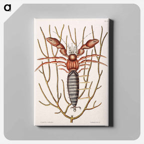 アートパネル-Sea Hermit Crab
 - マーク ケイツビー Canvas.