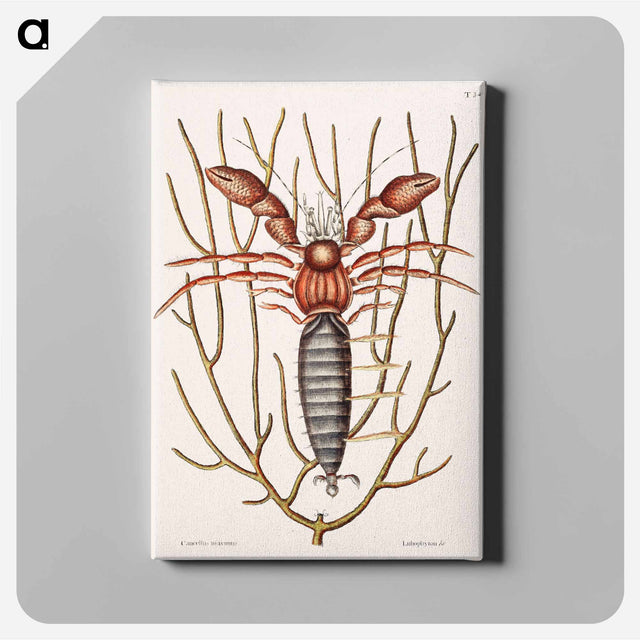 アートパネル-Sea Hermit Crab
 - マーク ケイツビー Canvas.