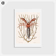 アートポストカード-Sea Hermit Crab
 - マーク ケイツビー Postcard.