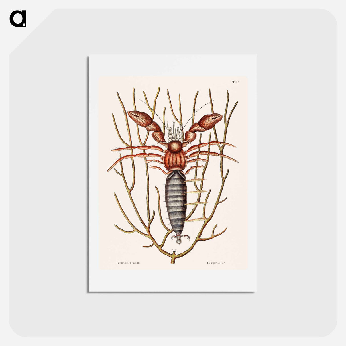 アートポストカード-Sea Hermit Crab
 - マーク ケイツビー Postcard.