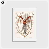 アートポストカード-Sea Hermit Crab
 - マーク ケイツビー Postcard.