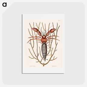 アートポストカード-Sea Hermit Crab
 - マーク ケイツビー Postcard.
