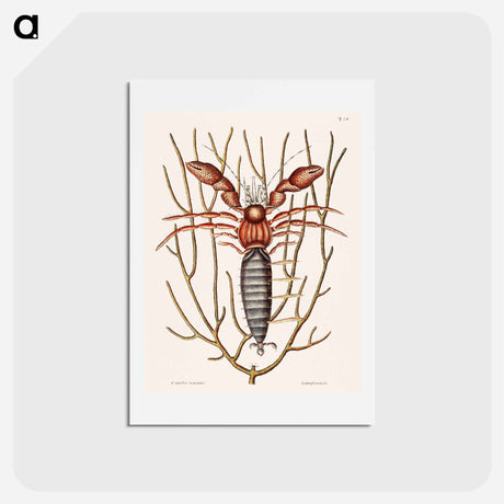 アートポストカード-Sea Hermit Crab
 - マーク ケイツビー Postcard.