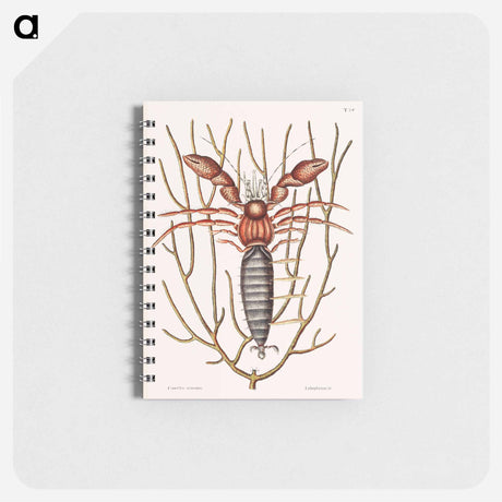 アートメモ帳-Sea Hermit Crab
 - マーク ケイツビー Memo.