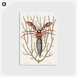 1-63_Mark-Catesby_postcard