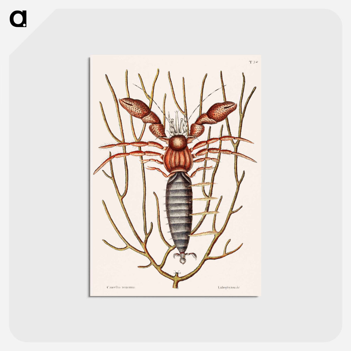 アートポストカード-Sea Hermit Crab
 - マーク ケイツビー Postcard.