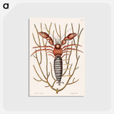 アートポストカード-Sea Hermit Crab
 - マーク ケイツビー Postcard.