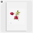 1-63_Mary-Vaux-Walcott_picture