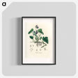 アートポスター-Viola Odorata Illustration
 - 薬用植物学 Poster.