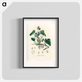 アートポスター-Viola Odorata Illustration
 - 薬用植物学 Poster.