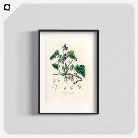 アートポスター-Viola Odorata Illustration
 - 薬用植物学 Poster.