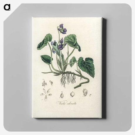 1-63_Medical-Botany_canvas
