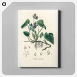 アートパネル-Viola Odorata Illustration
 - 薬用植物学 Canvas.