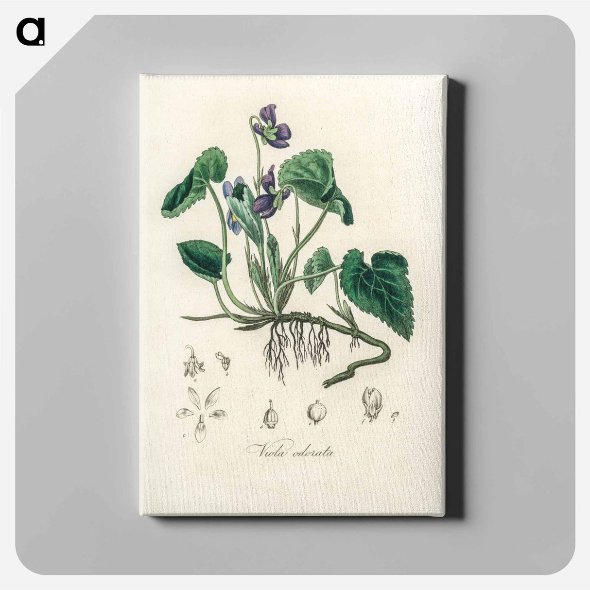 アートパネル-Viola Odorata Illustration
 - 薬用植物学 Canvas.