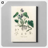 アートパネル-Viola Odorata Illustration
 - 薬用植物学 Canvas.
