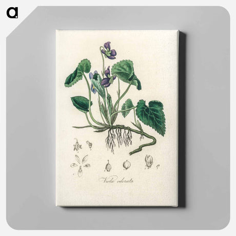 アートパネル-Viola Odorata Illustration
 - 薬用植物学 Canvas.