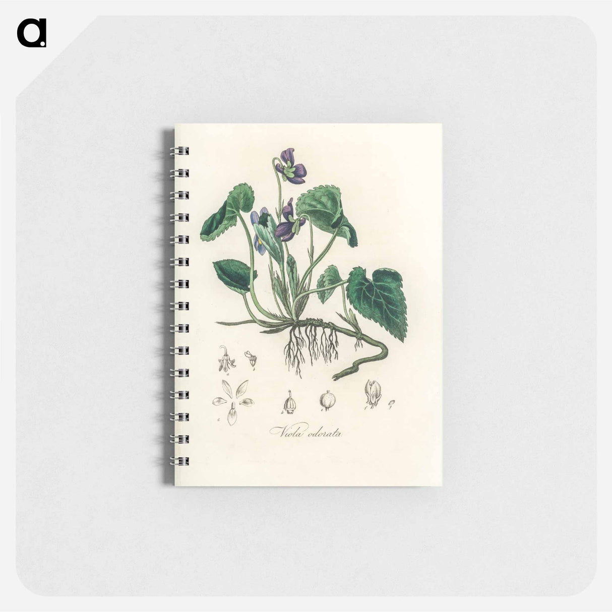 アートメモ帳-Viola Odorata Illustration
 - 薬用植物学 Memo.