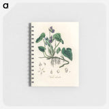 アートメモ帳-Viola Odorata Illustration
 - 薬用植物学 Memo.