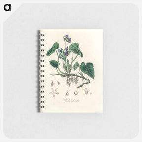 アートメモ帳-Viola Odorata Illustration
 - 薬用植物学 Memo.
