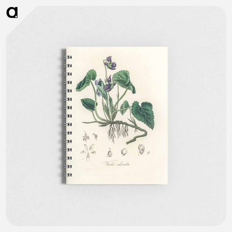 アートメモ帳-Viola Odorata Illustration
 - 薬用植物学 Memo.