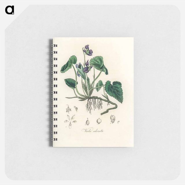 アートメモ帳-Viola Odorata Illustration
 - 薬用植物学 Memo.