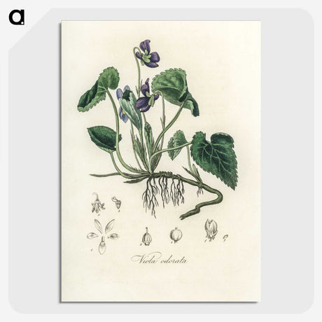 1-63_Medical-Botany_picture-crop