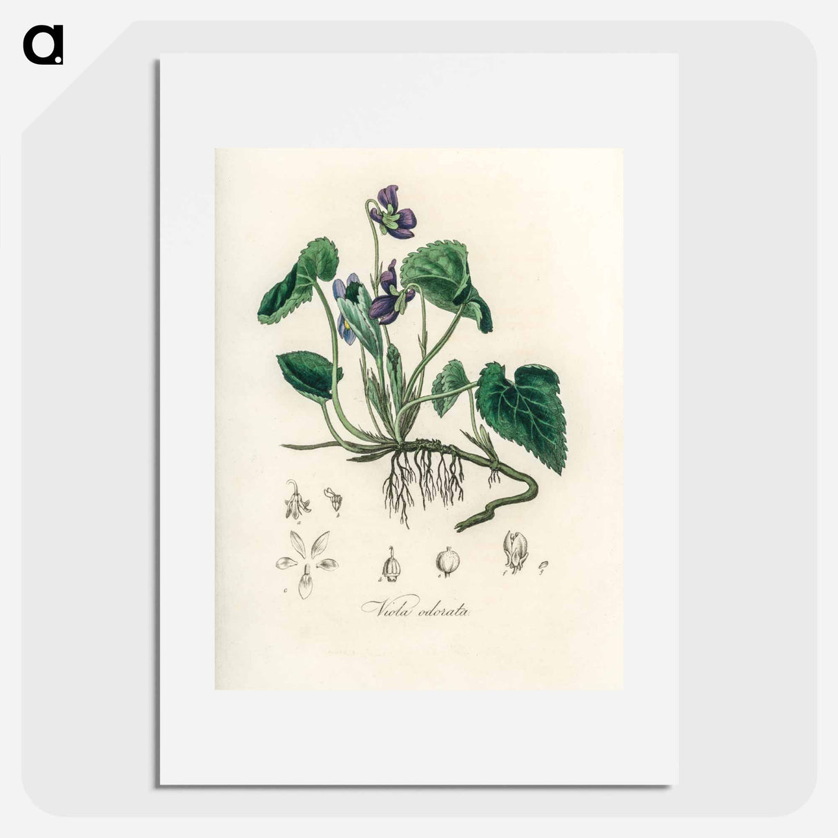 アートポスター-Viola Odorata Illustration
 - 薬用植物学 Poster.