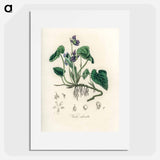 アートポスター-Viola Odorata Illustration
 - 薬用植物学 Poster.