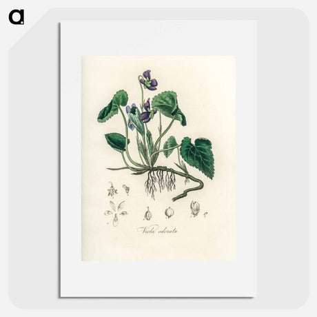 アートポスター-Viola Odorata Illustration
 - 薬用植物学 Poster.