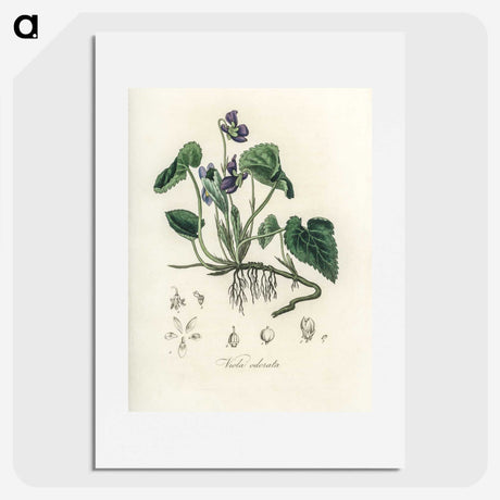 1-63_Medical-Botany_picture