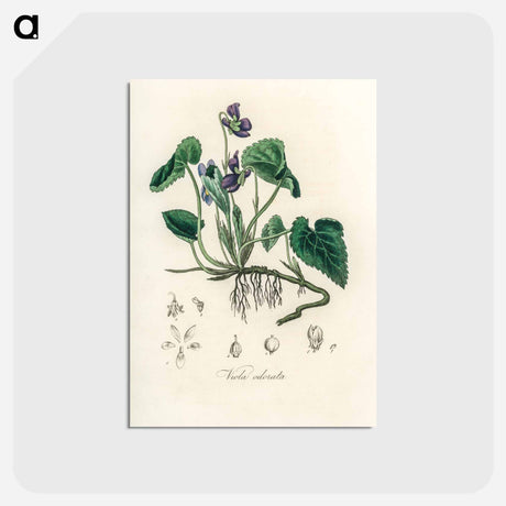 アートポストカード-Viola Odorata Illustration
 - 薬用植物学 Postcard.