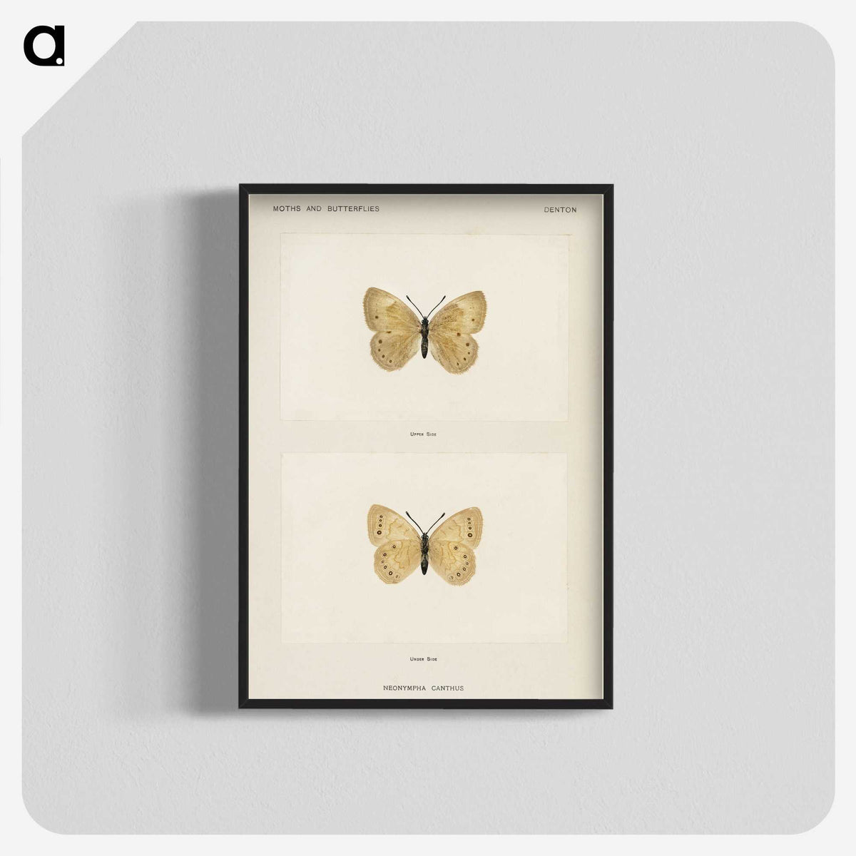 1-63_Moths-and-Butterflies-of-the-United-States_blk-crop