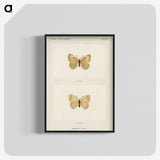 1-63_Moths-and-Butterflies-of-the-United-States_blk-crop