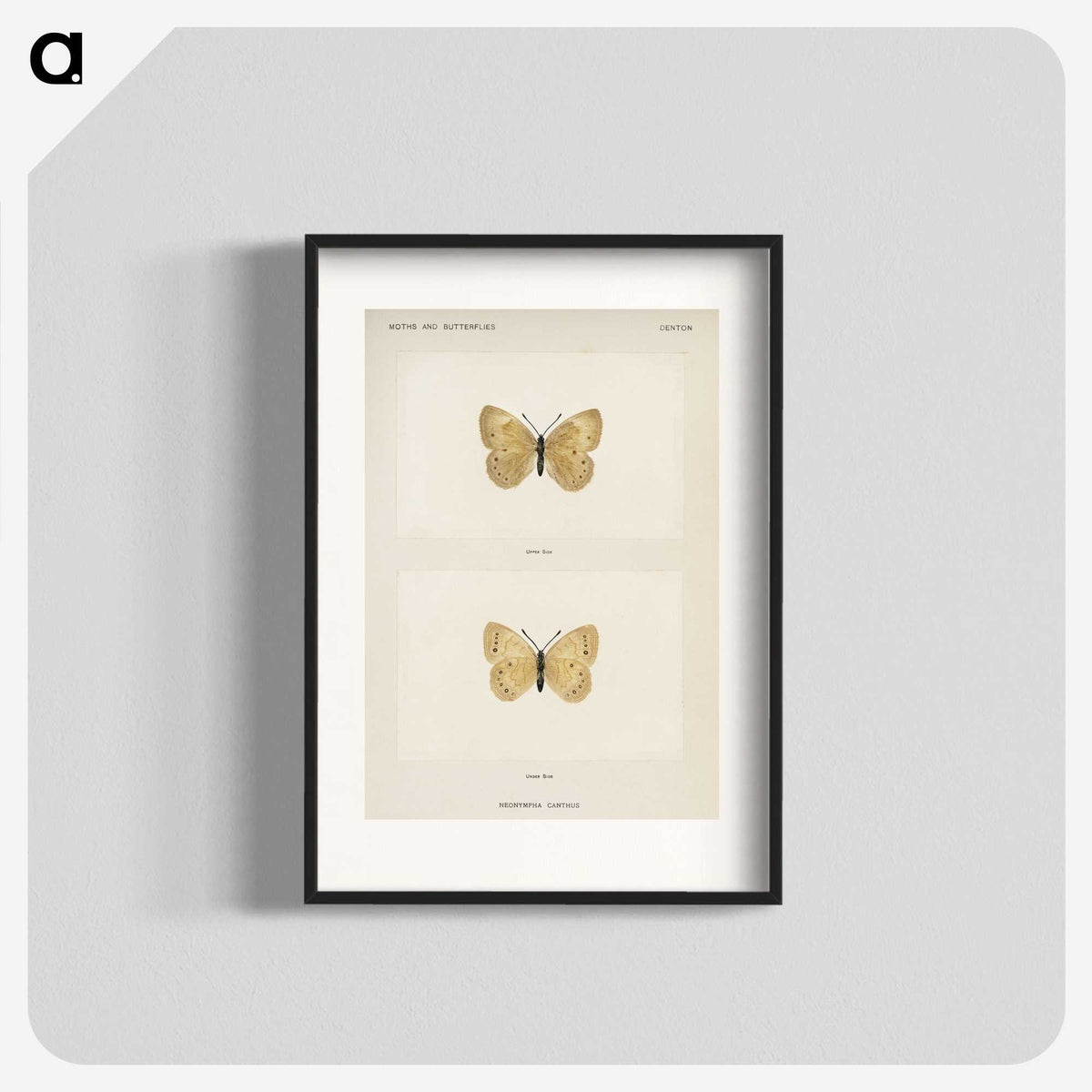 1-63_Moths-and-Butterflies-of-the-United-States_blk
