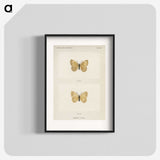 1-63_Moths-and-Butterflies-of-the-United-States_blk